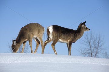 White-tailed Deers seaching for food in the snow Quebec