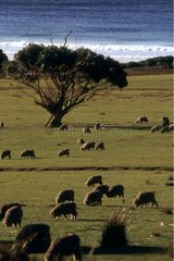 Merino Schafe in Tasmanien weiden
