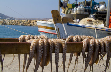 Close up of Octopus hanging from pole in beautiful island of Paros Greece in Greek Islands in Naoussa