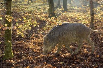 Suche nach Wildschwein der Brustwarzen im Herbst Frankreich [at]