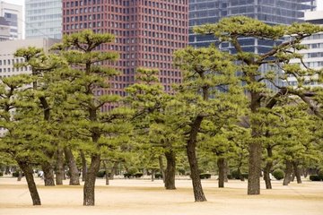 Park and buildings in the center of Tokyo Japan [AT]