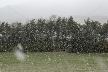 Neige de printemps en Lozère