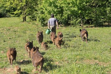 Boars according to their farmer in a field Franche-Comte