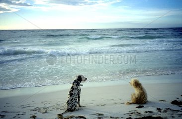 Deux chiens sur la plage de Sanja Jelaca à Tulum Mexique