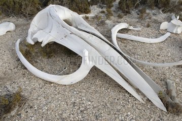 Schädel aus Grauwal in der Lagune von San Ignacio