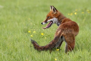 Red fox standing in a meadow Great Britain