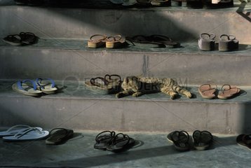 Cat sleeping on a stair in the middle of flip-flops Burma
