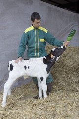 Stockbreeder nourishing with the feeding-bottle a calf holstein France [AT]