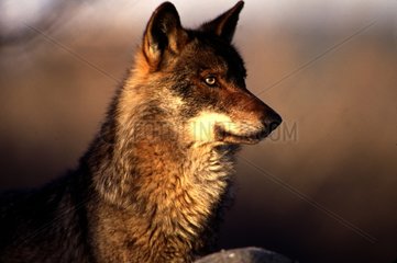 Portrait of Iberian Wolf Castilla-y-Leon Spain