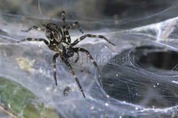 Colonial spider on the web of its colony Gabon