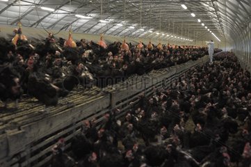 Veterinarian examining farm laying Hens France