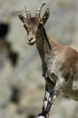 Spanische Ibex weiblich Sierra von Gredos Spanien