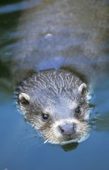 European Otter emerging on the surface of water Germany