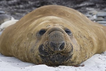 Old male Northern elephant seal in Falkland Islands