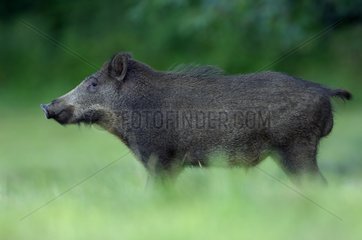 Boar on the grass Vosges France