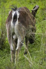 Spanish ibex grazing