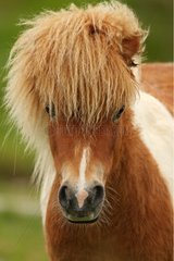 Portrait of a white and brown Shetland pony