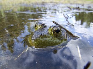 North american bullfrog stalking in water Mauricie NP