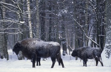 Bisons d'Europe Femelle et jeune marchant dans la neige