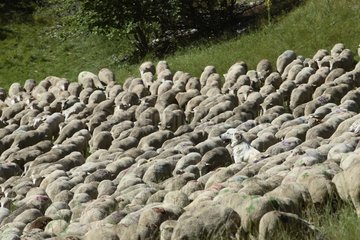 Herd of sheep grazing and watchdog Upper valley of Ubaye