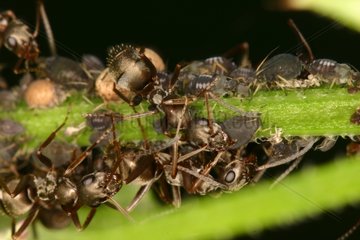 Ants monitoring their Aphids breeding Sieuras Ariège