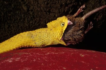 Vipère arboricole mangeant un rat géant Cameroun