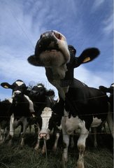 Vaches Prim'Holstein Troupeau France