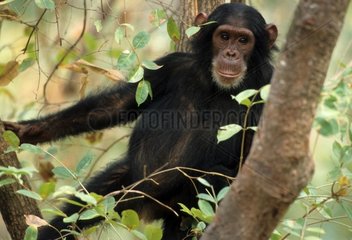 Eastern Common Chimpanze Gombe NP Tansania