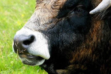 Close-up of a bull in a field