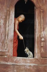 Junger Mönch spielt mit einem Burma -Gutter -Kätzchen
