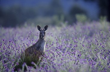 Kangourou gris de l'est assis dans les fleurs Australie