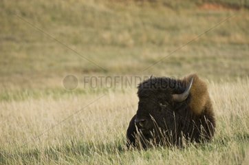 Bison im Custer State Park Black Hills South Dakota USA