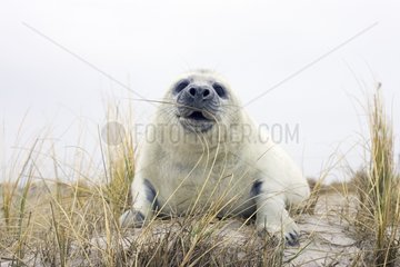 Gray seal whitecoat North Sea Germany