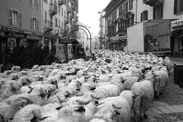 Herd in autumn transhumance in a street France