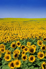 Wild colors of sunflowers in Jamestown North Dakota