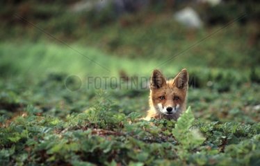 Young rotes Fox Ile von Talan Sibirien