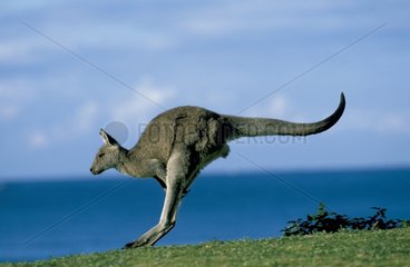 Kangourou gris de l'Est Nouvelle-Galles du Sud Australie