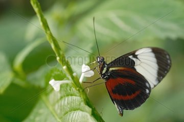 Schmetterling exotisches Schwarz und Rot in einem tropischen GewÃ¤chshaus