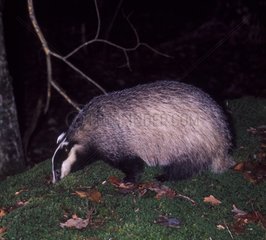 Badger auf der Suche nach Essen nachts