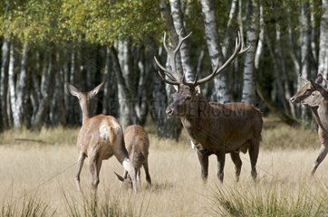 Deer and hinds in the period of the slab Rambouillet Forest