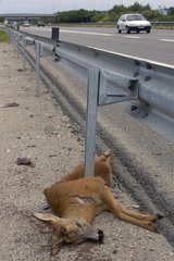 Roe-deer vom Straßenverkehr Frankreich getötet