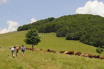 Herd of 'Salers' Cows and hikers on the Ballon d'Alsace