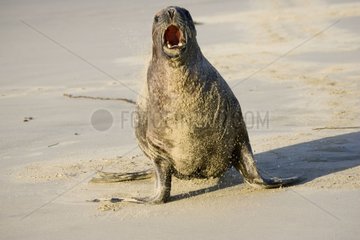 Hooker's sea lion guarding territory on beach South Island
