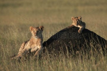 Löwin und Löwenjunges auf termitarischem Masaï Mara Kenia