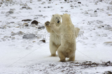 Manitoba  Churchill  young male Polar bears playfighting while waiting for the ice of the Hudson bay to freeze over