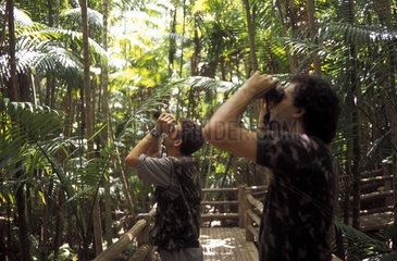 Bird-watchers and ornithologists looking through binoculars  Atlantic rainforest  Brazil. Nature.