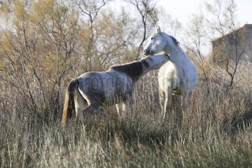 Fights between two horses camarguais male standard