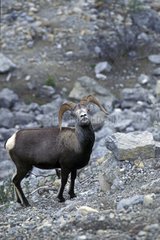 Bighorn sheep stopped in the middle of a fall Canada