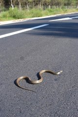 Serpent rampant sur la route en Provence