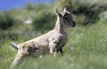 Junger Ibex von den Alpen in einer Wiese Frankreich